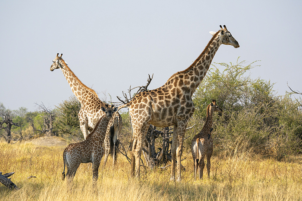 Giraffes (Giraffa camelopardalis) and calves, Okavango Delta, Botswana, Africa