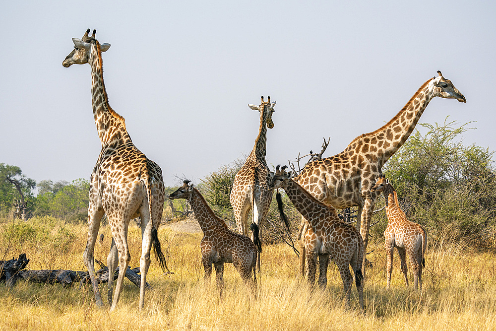 Giraffes (Giraffa camelopardalis) and calves, Okavango Delta, Botswana, Africa