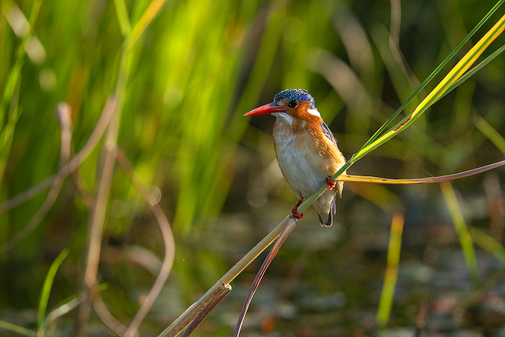 Malachite Kingfisher (Corythornis cristatus), Okavango Delta, Botswana, Africa