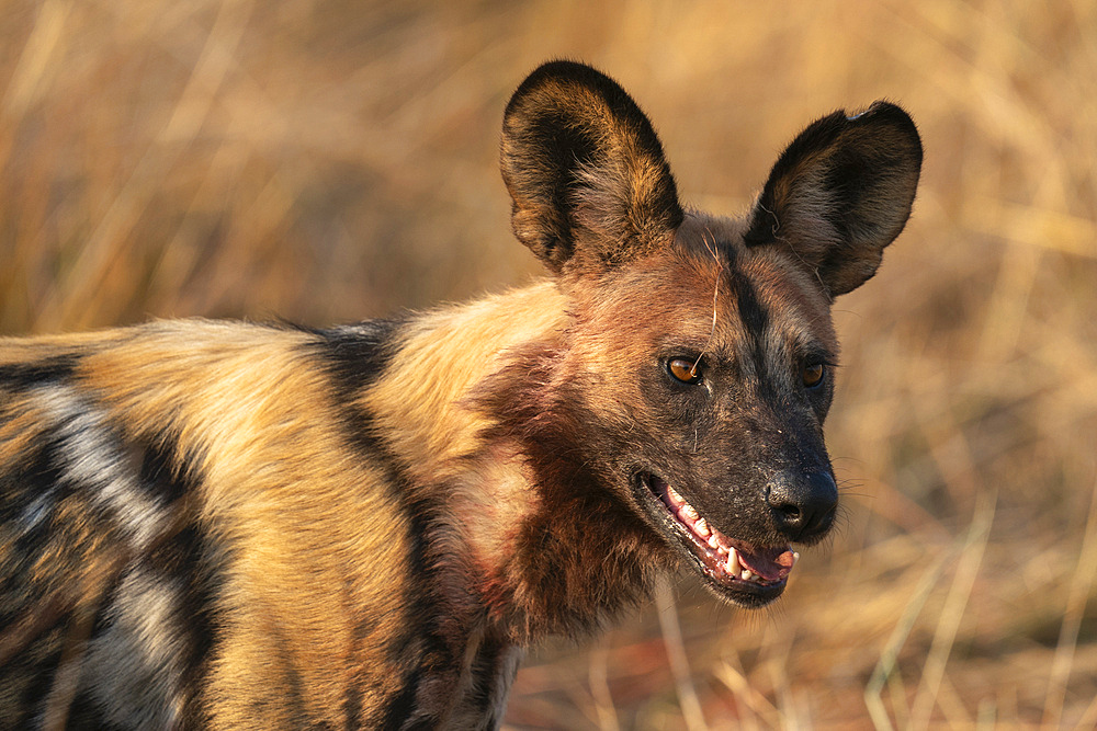 African wild dog (Lycaon pictus), Okavango Delta, Botswana, Africa