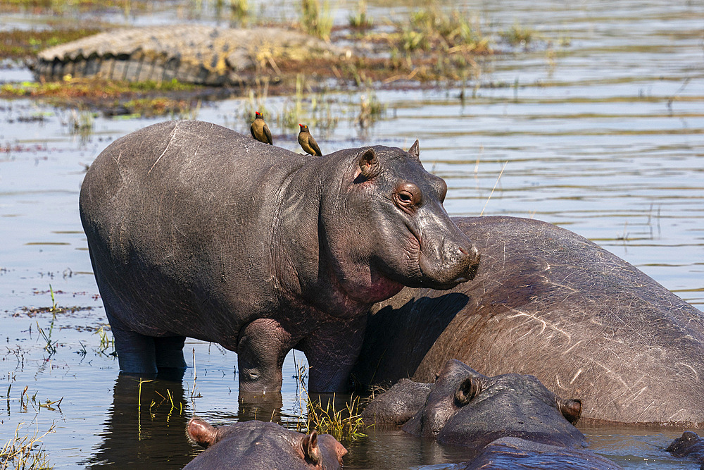 Hippopotamus (Hippopotamus amphibius) in the river Chobe, Chobe National Park, Botswana, Africa