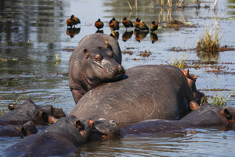 Hippopotamuses (Hippopotamus amphibius) in the river Chobe, Chobe National Park, Botswana, Africa