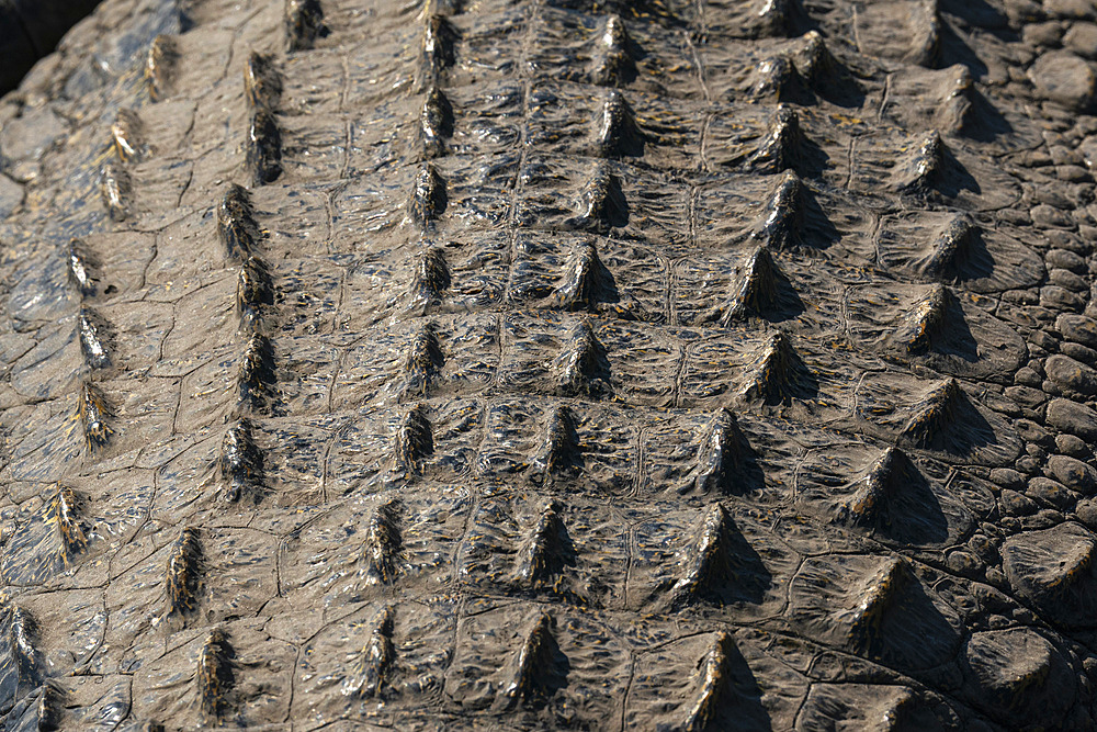 Detail of a Nile crocodile (Crocodylus niloticus) in the river Chobe, Chobe National Park, Botswana, Africa