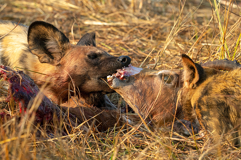 African wild dog (Lycaon pictus) eating an impala (Aepyceros melampus), Okavango Delta, Botswana, Africa