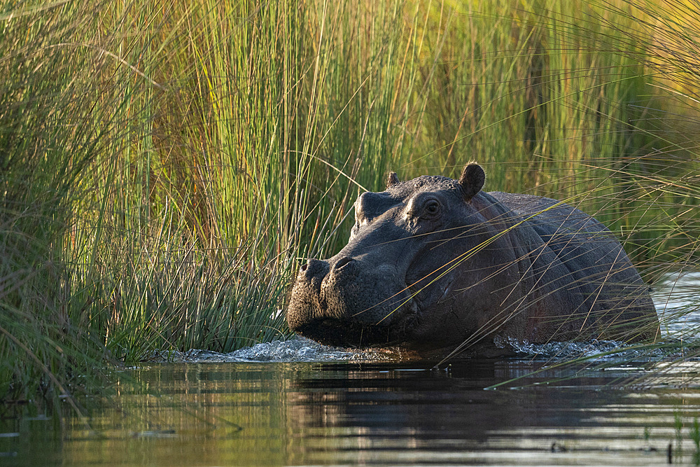 Hippopotamus (Hippopotamus amphibius), Okavango Delta, Botswana, Africa