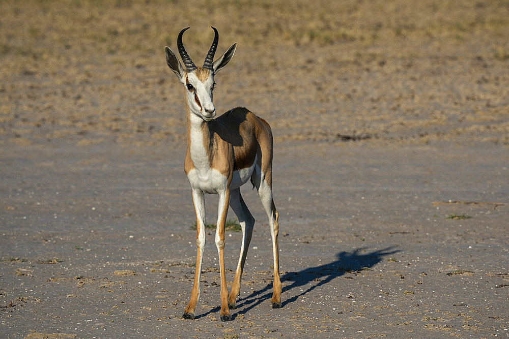 Springbok (Antidorcas marsupialis), Nxai Pan National Park, Botswana, Africa