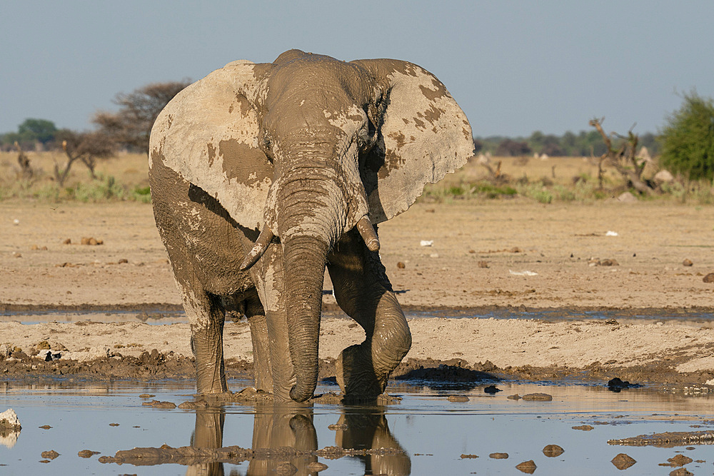 African elephant (Loxodonta africana) at waterhole, Nxai Pan National Park, Botswana, Africa