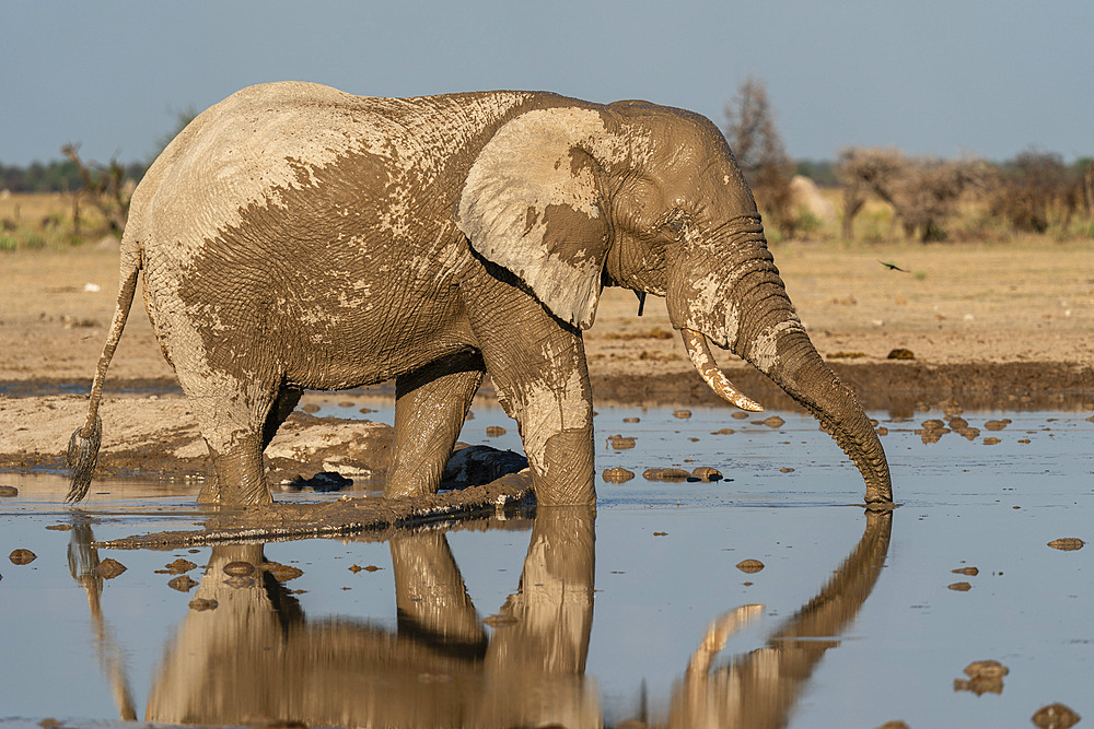 African elephant (Loxodonta africana) at waterhole, Nxai Pan National Park, Botswana, Africa