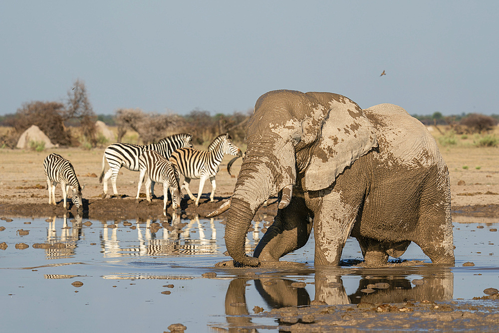 African elephant (Loxodonta africana) and plain zebras (Equus quagga) at waterhole, Nxai Pan National Park, Botswana, Africa