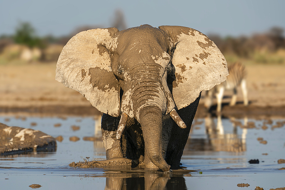 African elephant (Loxodonta africana) at waterhole, Nxai Pan National Park, Botswana, Africa