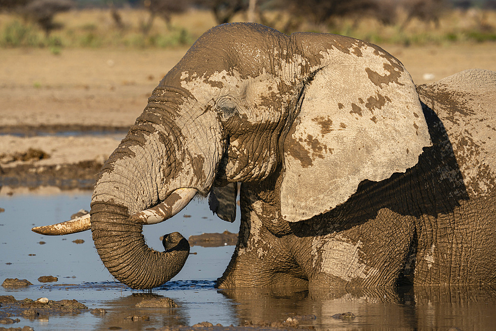 African elephant (Loxodonta africana) at waterhole, Nxai Pan National Park, Botswana, Africa