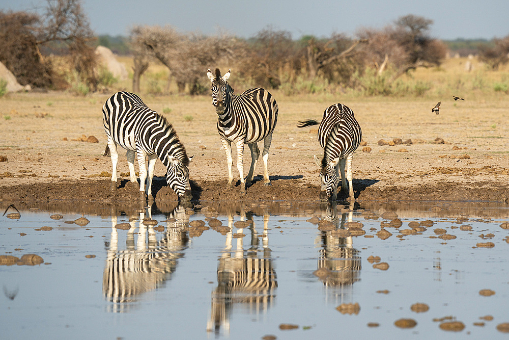 Plains zebra (Equus quagga) drinking at waterhole, Nxai Pan National Park, Botswana, Africa