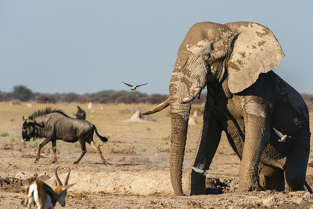 African elephant (Loxodonta africana) at waterhole, Nxai Pan National Park, Botswana, Africa