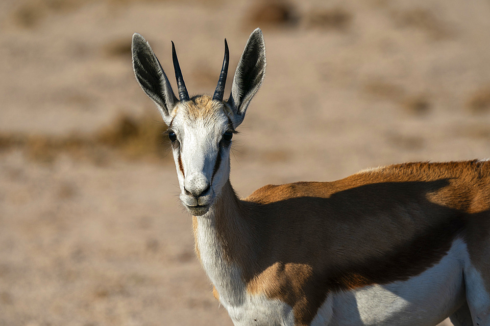 Springbok (Antidorcas marsupialis), Nxai Pan National Park, Botswana, Africa