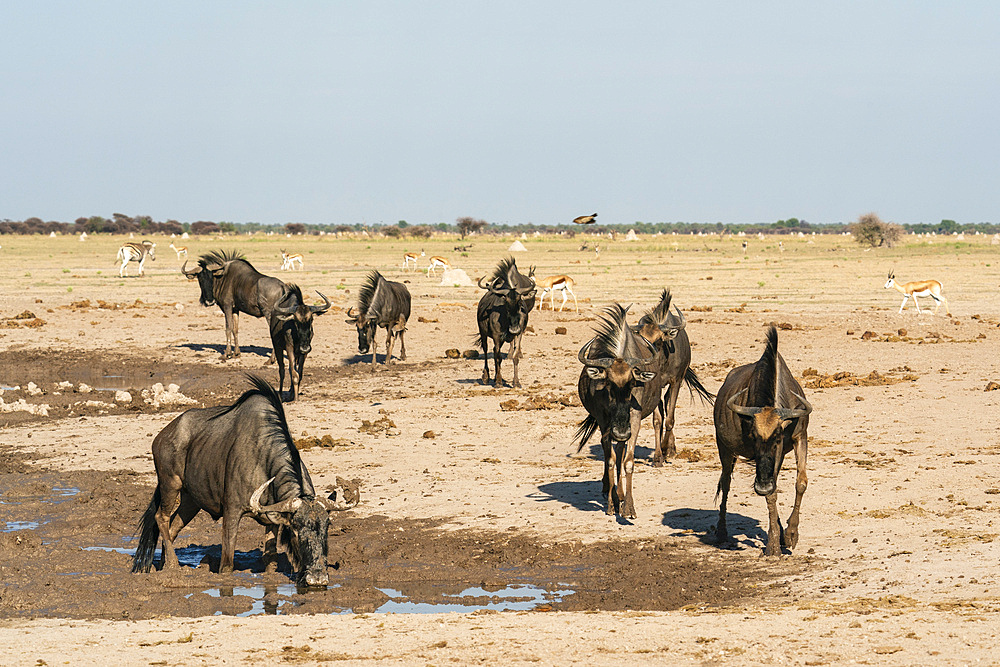 Wildebeests (Gnu) (Connochaetes taurinus) at waterhole, Nxai Pan National Park, Botswana, Africa