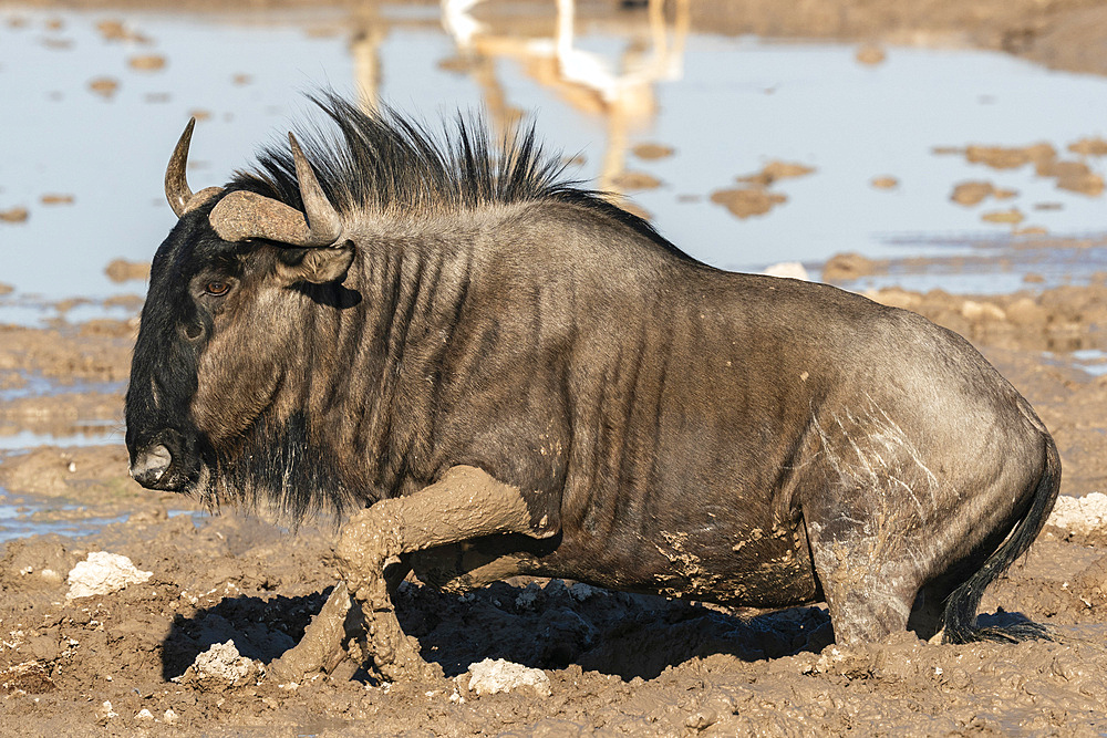 Wildebeests (Gnu) (Connochaetes taurinus) at waterhole, Nxai Pan National Park, Botswana, Africa