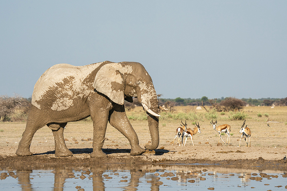 African elephant (Loxodonta africana) and springboks (Antidorcas marsupialis) at waterhole, Nxai Pan National Park, Botswana, Africa