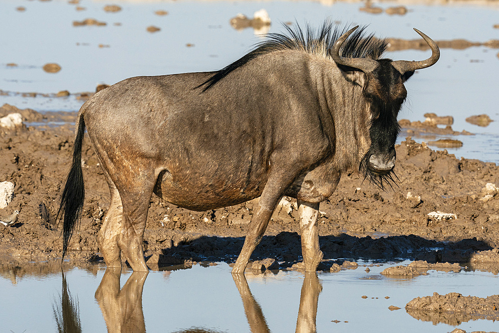 Wildebeests (Gnu) (Connochaetes taurinus) at waterhole, Nxai Pan National Park, Botswana, Africa