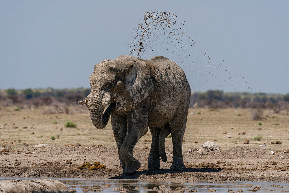 African elephant (Loxodonta africana) at waterhole, Nxai Pan National Park, Botswana, Africa