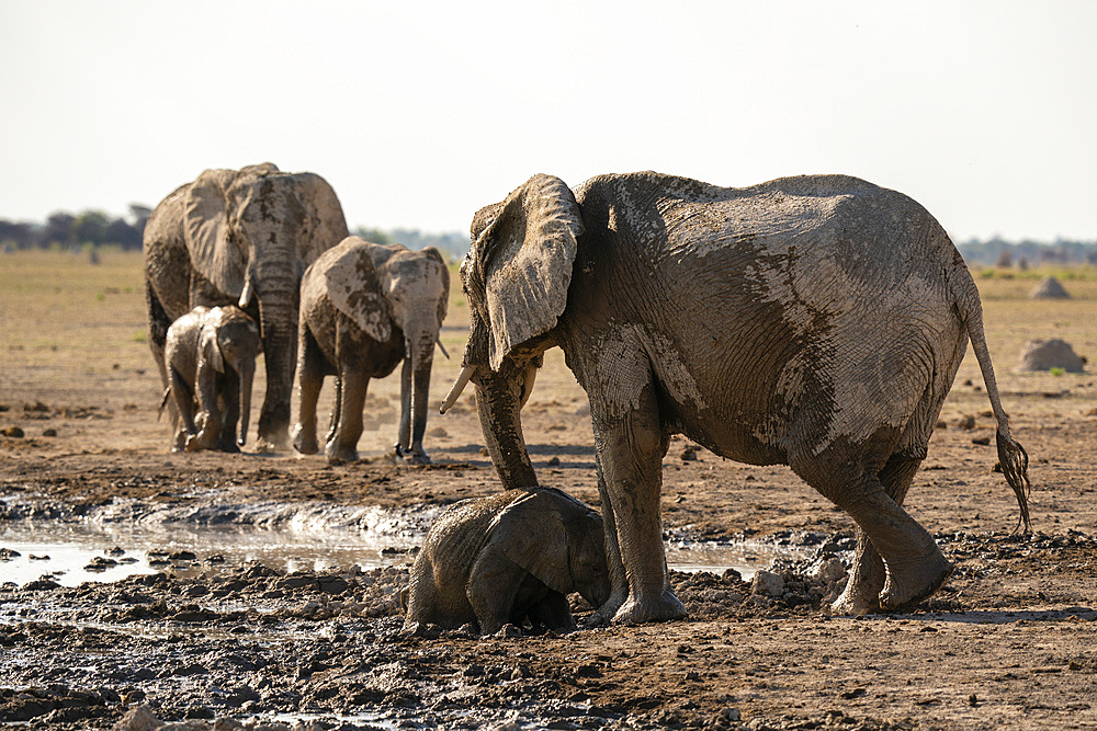 African elephants (Loxodonta africana) at waterhole, Nxai Pan National Park, Botswana, Africa