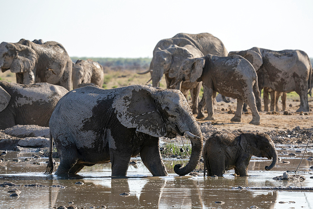 African elephants (Loxodonta africana) at waterhole, Nxai Pan National Park, Botswana, Africa