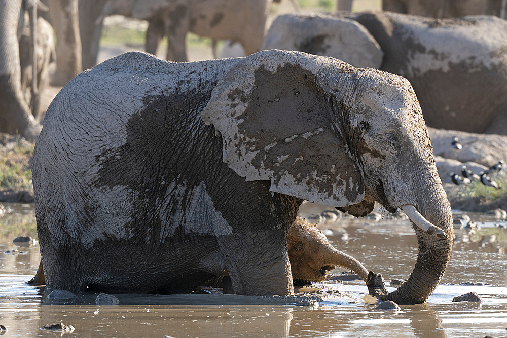 African elephants (Loxodonta africana) at waterhole, Nxai Pan National Park, Botswana, Africa