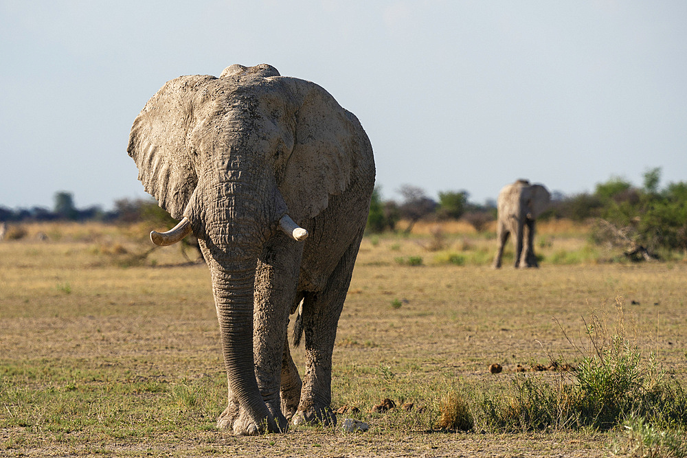 African elephants (Loxodonta africana), Nxai Pan National Park, Botswana, Africa