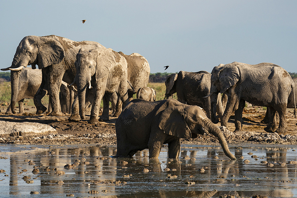 African elephants (Loxodonta africana) at waterhole, Nxai Pan National Park, Botswana, Africa