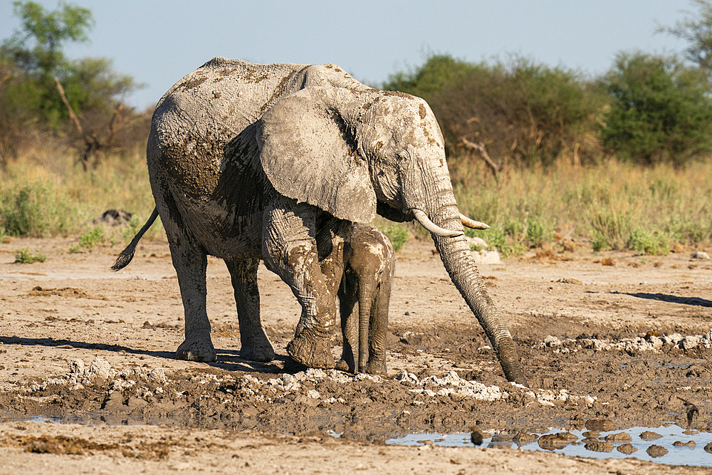 African elephants (Loxodonta africana) at waterhole, Nxai Pan National Park, Botswana, Africa