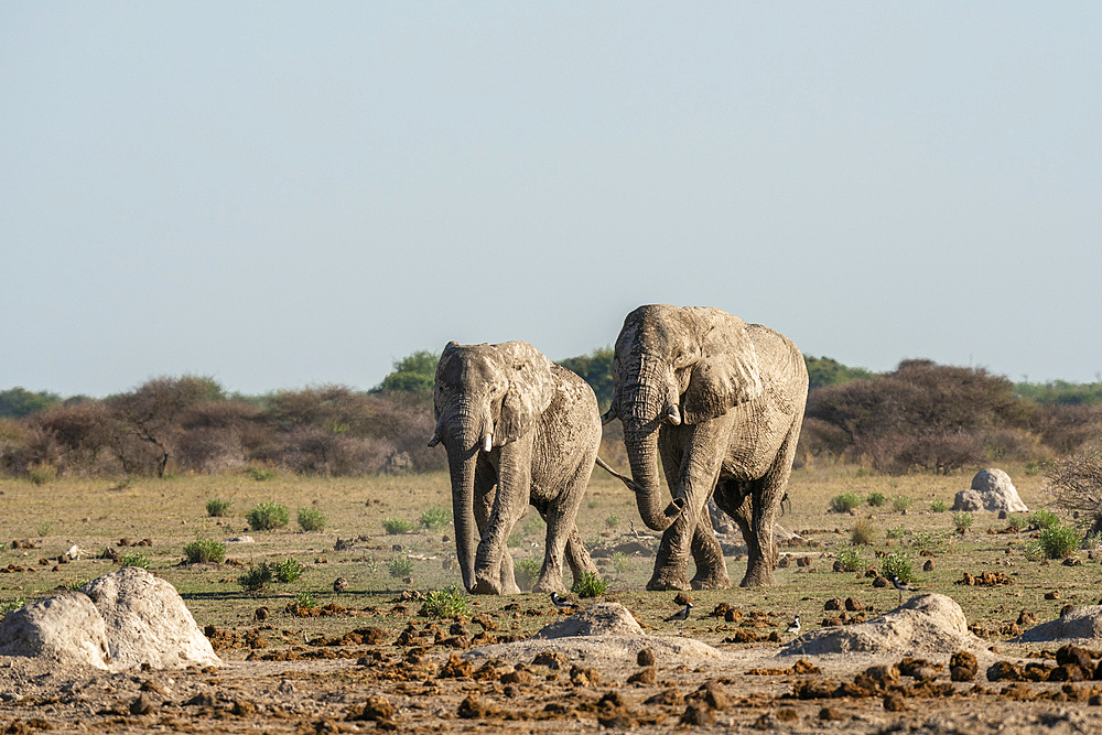 African elephants (Loxodonta africana), Nxai Pan National Park, Botswana, Africa