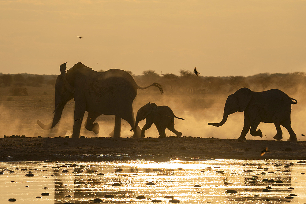 African elephants (Loxodonta africana) at sunset, Nxai Pan National Park, Botswana, Africa