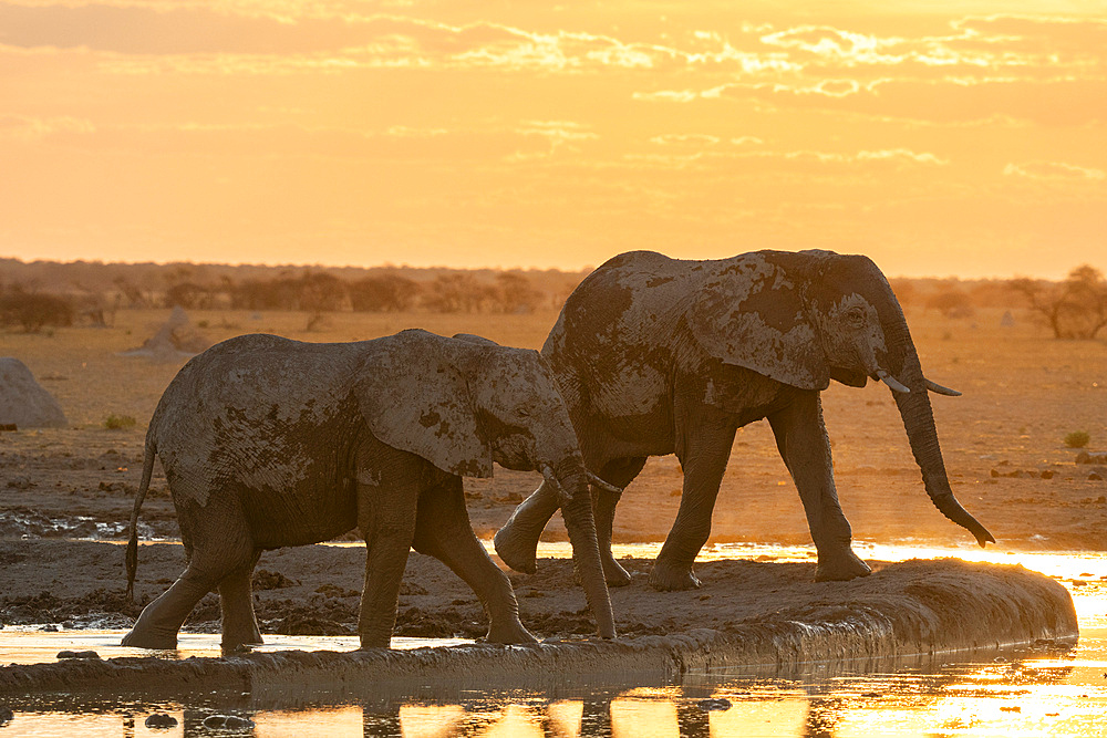 African elephants (Loxodonta africana) at sunset, Nxai Pan National Park, Botswana, Africa