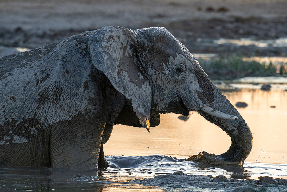 African elephant (Loxodonta africana) at sunset, Nxai Pan National Park, Botswana, Africa