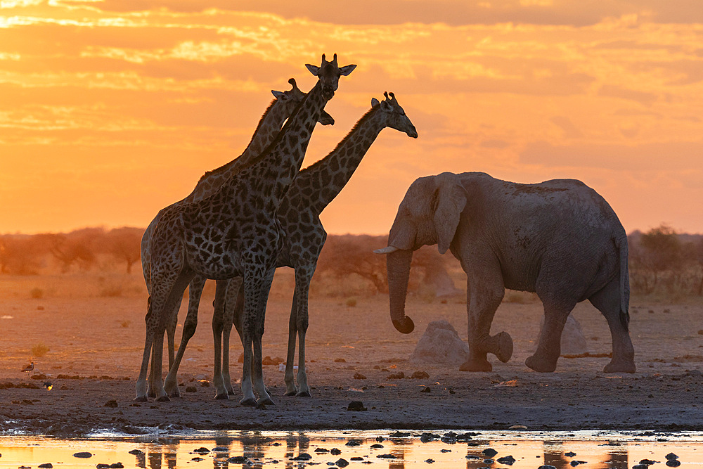 African elephant (Loxodonta africana) and giraffes (Giraffa camelopardalis) at sunset, Nxai Pan National Park, Botswana, Africa