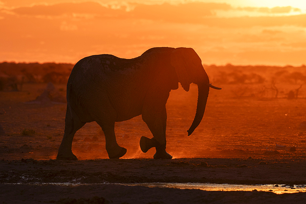 African elephant (Loxodonta africana) at sunset, Nxai Pan National Park, Botswana, Africa