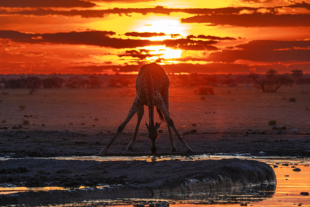 Giraffe (Giraffa camelopardalis) drinking at sunset at a waterhole, Nxai Pan National Park, Botswana, Africa