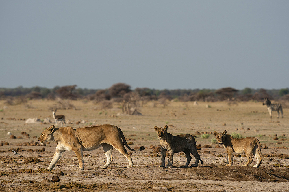 Lioness (Panthera leo) and cubs, Nxai Pan National Park, Botswana, Africa