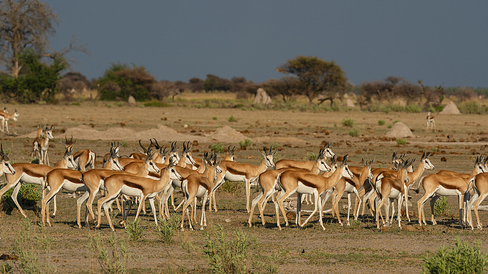 Alerted springboks (Antidorcas marsupialis), Nxai Pan National Park, Botswana, Africa