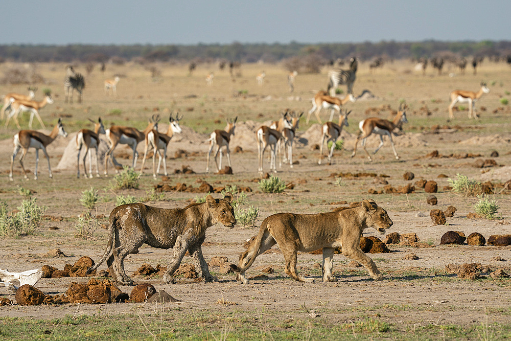 Alerted springboks (Antidorcas marsupialis) watching lion cubs (Panthera leo), Nxai Pan National Park, Botswana, Africa