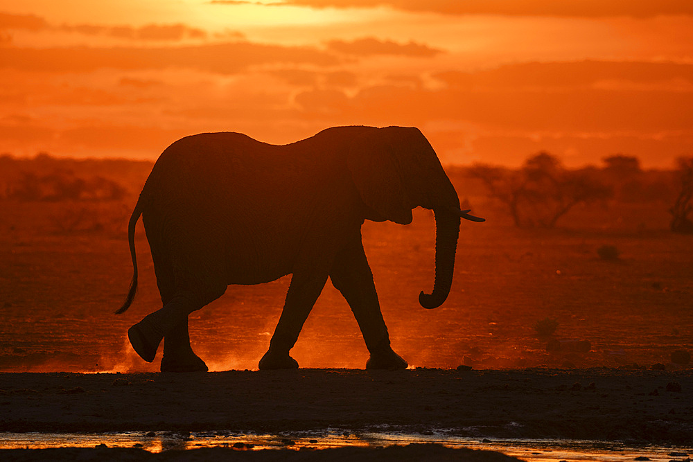 African elephant (Loxodonta africana) at sunset, Nxai Pan National Park, Botswana, Africa