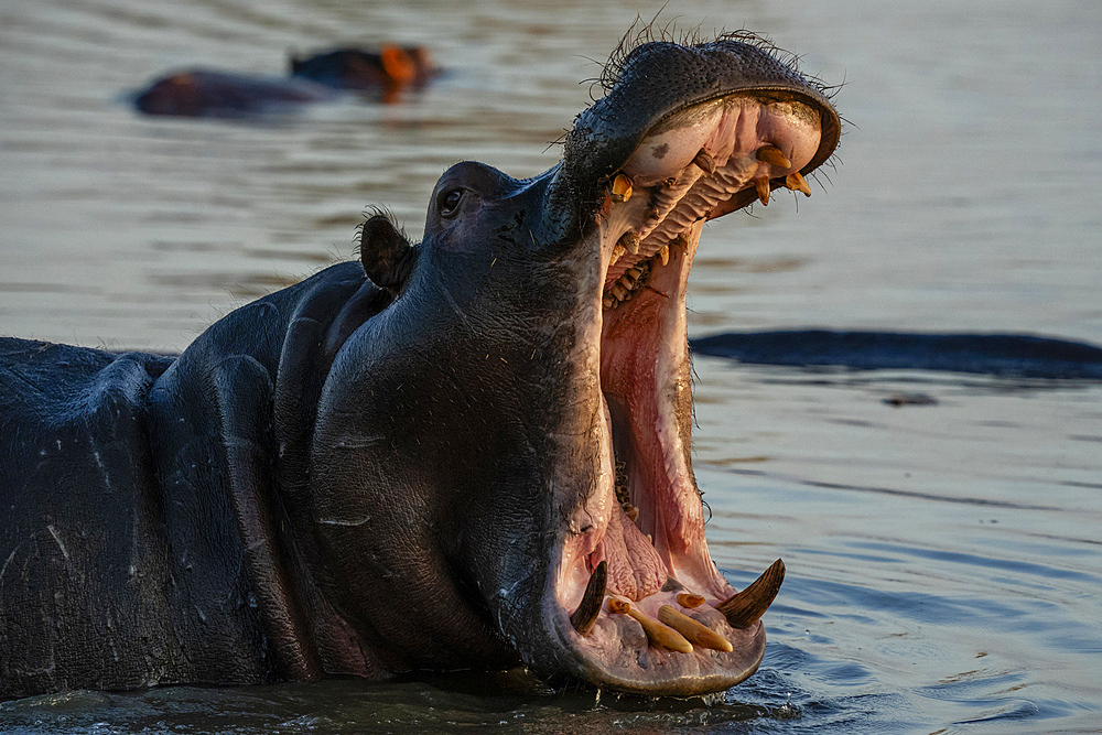 Hippopotamus (Hippopotamus amphibius) in the river Khwai, Okavango Delta, Botswana, Africa