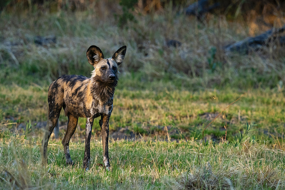 African wild dog (Lycaon pictus), Khwai, Okavango Delta, Botswana, Africa