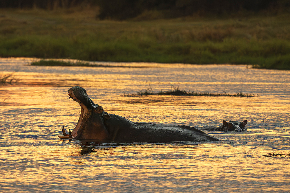 Hippopotamuses (Hippopotamus amphibius) in the river Khwai, Okavango Delta, Botswana, Africa