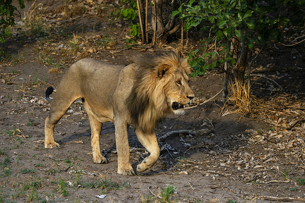 Lion (Panthera leo) walking, Savuti, Chobe National Park, Botswana, Africa