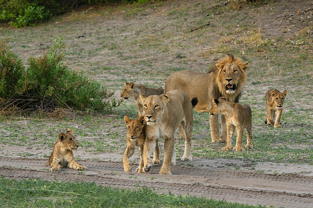 Lion pride (Panthera leo), Savuti, Chobe National Park, Botswana, Africa