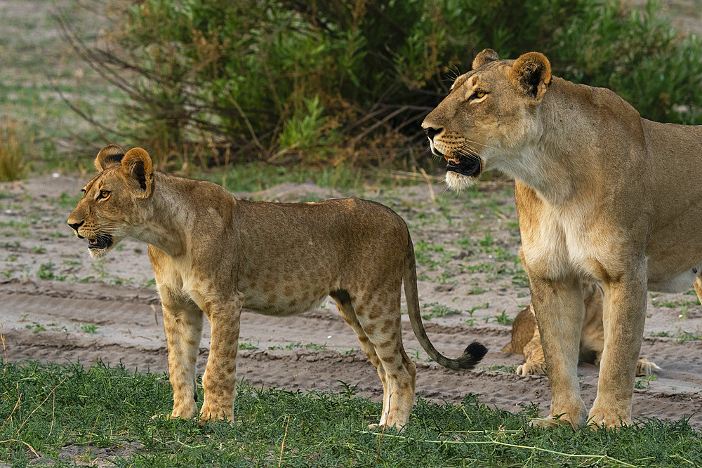 Lioness (Panthera leo) and cub, Savuti, Chobe National Park, Botswana, Africa