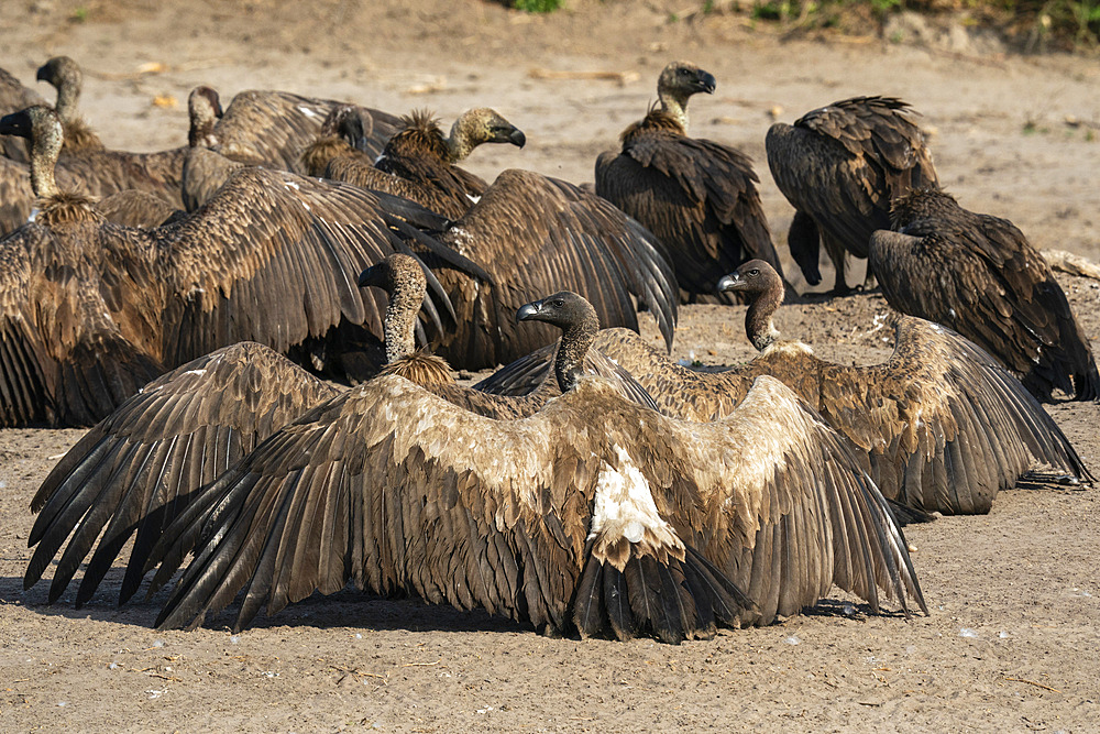 White-backed vultures (Gyps africanus), Savuti, Chobe National Park, Botswana, Africa