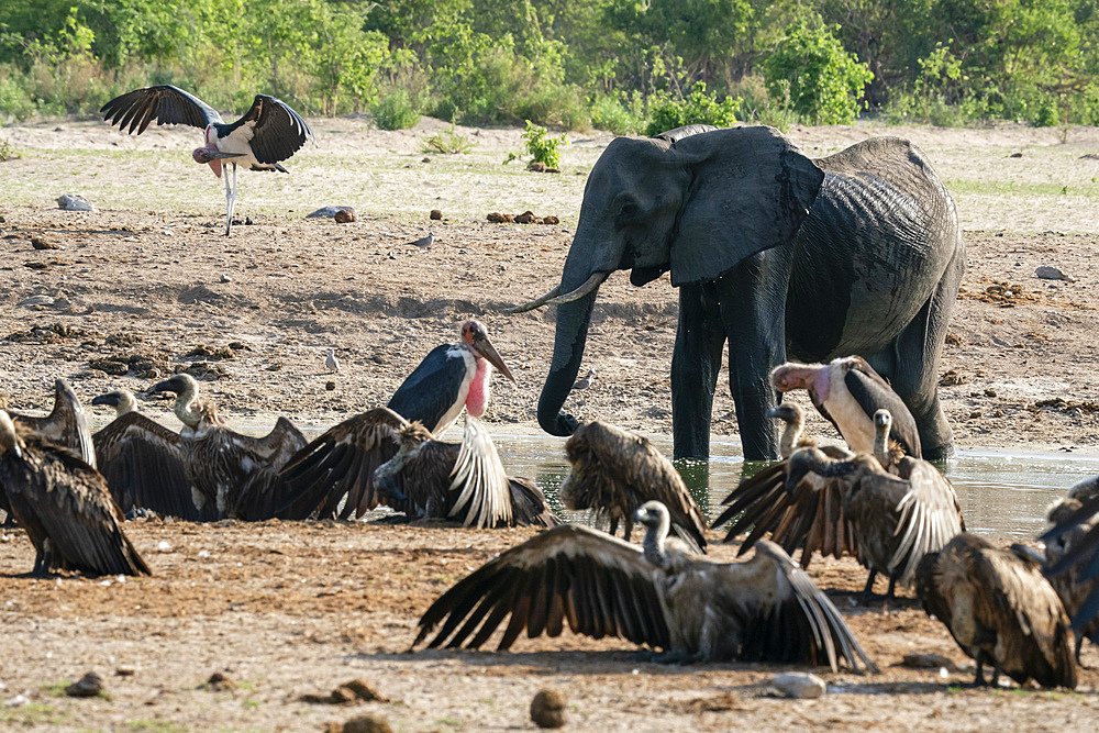 White-backed vultures (Gyps africanus) and a skinny African elephant (Loxodonta africana) at waterhole, Savuti, Chobe National Park, Botswana, Africa