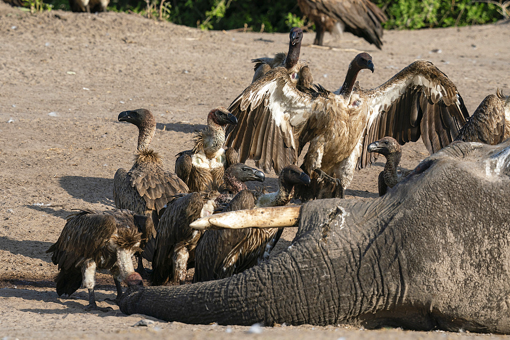 White-backed vultures (Gyps africanus) feeds on an African elephant (Loxodonta africana), Savuti, Chobe National Park, Botswana, Africa