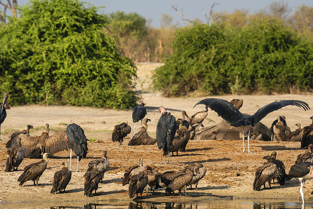 White-backed vultures (Gyps africanus) and Marabou Stork (Leptoptilos crumeniferus) at a waterhole, Savuti, Chobe National Park, Botswana, Africa